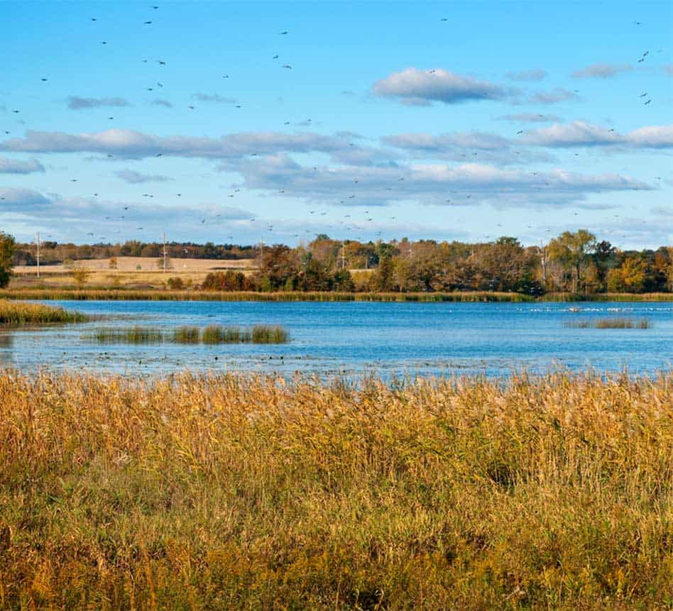 Wetlands